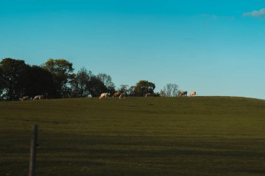Sadece birkaç ince bulutla berrak, parlak mavi bir gökyüzünün altında yavaşça yuvarlanan yeşil bir tepe. Tepenin tepesinde birkaç inek ve muhtemelen koyun görünür bir şekilde otluyor ve şekilleri gökyüzüne karşı şekilleniyor. Ağaçların ve soluk ingilizcelerin olduğu uzak bir çizgi