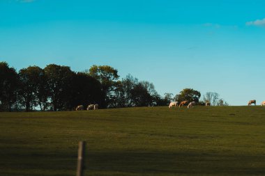 Sadece birkaç ince bulutla berrak, parlak mavi bir gökyüzünün altında yavaşça yuvarlanan yeşil bir tepe. Tepenin tepesinde birkaç inek ve muhtemelen koyun görünür bir şekilde otluyor ve şekilleri gökyüzüne karşı şekilleniyor. Ağaçların ve soluk ingilizcelerin olduğu uzak bir çizgi