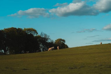 Pofuduk beyaz bulutlarla kaplı açık mavi bir gökyüzünün altında yuvarlanan yeşil bir tepe. Birkaç koyun ve ineğin tepe boyunca huzur içinde otladığı görülürken, bazıları sol tepe boyunca uzanan koyu yeşil ağaçlar tarafından kısmen gizleniyor. Yumuşak, doğal ışık.