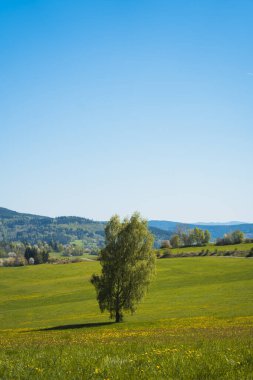Güney Moravya Bölgesi, Çek Cumhuriyeti 'nde berrak, parlak bir mavi gökyüzünün altında canlı bir kırsal alan. Ön planda, sarı kır çiçekleriyle süslenmiş yeşil yeşil bir alan çerçevenin alt kısmını kaplıyor. İki açık yeşil yaprak döken ağaç