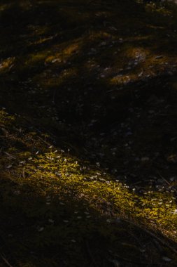 Bir orman zemininin derin gölgesinden ortaya çıkan güneşte ışıldayan beyaz kır çiçekleri ve canlı yeşil yapraklar. Altın güneş ışığının güçlü çapraz ışığı, küçük çiçeklerin ve canlı yapraklarının altını çizerek çarpıcı bir zıtlık yaratır.