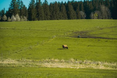 Tek bir kahverengi inek, açık mavi bir gökyüzünün altında, yemyeşil bir çayırda huzur içinde otluyor. Tarlanın nazikçe yuvarlanan tepeleri ince bir çit hattıyla bölünmüş. Yoğun, koyu yeşil ağaçlardan oluşan bir ormana kadar uzanıyor.
