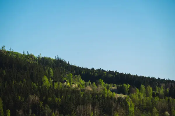 Berrak, mavi bir gökyüzünün altında yemyeşil bir orman yamacı. Tepe yoğun bir şekilde ağaçlarla kaplıdır, baskın koyu yeşil Evergreen tabakası ile. Aralarında canlı, açık yeşil yaprakların oluşturduğu iç içe geçmiş bölgeler var.