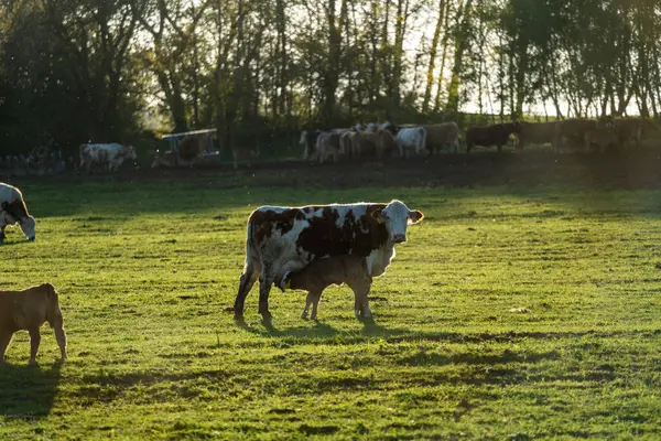 Kahverengi ve beyaz bir inek canlı yeşil bir çayırda yavrusunu nazikçe emziriyor. Gün doğumunun ya da günbatımının yumuşak, sıcak ışığında banyo yapıyor. Yavru annesinin altına yakın bir şekilde yerleşir, bir çiftlikte yaygın ve iç açıcı bir manzara. Arka planda bir sürü var.