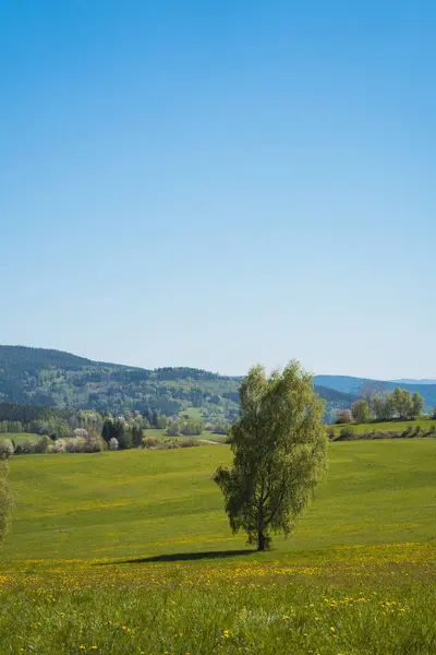 Güney Moravya Bölgesi, Çek Cumhuriyeti 'nde berrak, parlak bir mavi gökyüzünün altında canlı bir kırsal alan. Ön planda, sarı kır çiçekleriyle süslenmiş yeşil yeşil bir alan çerçevenin alt kısmını kaplıyor. İki açık yeşil yaprak döken ağaç