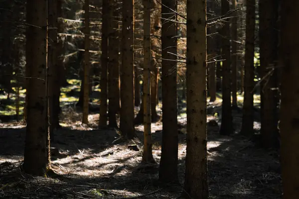 Çekoslovakya 'nın Güney Moravya Bölgesi' nin karakteristik özelliği olan sık ve yeşil bir orman içinde büyüleyici bir ışık oyunu. Güneş ışığı kalın gölgeliği delip geçer, karanlık, iğne kaplı ormanda çarpıcı, çapraz çizgiler ve yamalar yaratır.