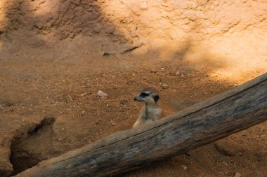 Küçük bir mirket, büyük, düşmüş bir kütüğün arkasında tetikte bekliyor. Mirketin gözlerinin etrafında belirgin siyah lekeler bulunan açık kahverengi ve beyaz kürkü vardır. Tedbirli bir şekilde çerçevenin sağ tarafına bakıyor.