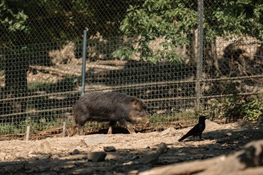 Vahşi bir domuzu andıran siyah yakalı bir peccary, güneşli bir çevrede, çamur ve kaya yolunda soldan sağa yürüyor. Hayvanın tüylü, siyah saçları var ve çerçevenin tam ortasında. Siyah bir karga sağ tarafta yerde duruyor. 