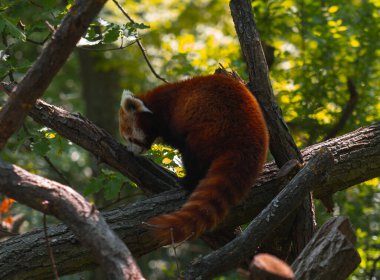 Küçük vahşi bir hayvan, muhtemelen bir tilki ya da çakal, kahverengi, siyah ve beyaz kürk karışımı, yan yatmış, yerde uyuyor. Hayvan, başı ve pençeleri bir ormanın gölgesinde ya da ormanlık alanda dinlenerek kıvrılır. Ben...