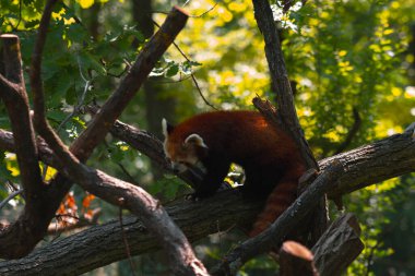 Kalın, kırmızımsı kahverengi kürklü bir kırmızı panda, kalın bir ağaç dalına tünemiş, aşağı iniyor gibi görünüyor. Hayvan sola bakıyor, kafası çerçevenin dışındaki bir şeye bakmak için çevrilmiş. Kızıl panda kalın ve ince bir ağın ortasında.