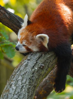 Bu dikey çekim, kalın ve yatay bir ağaç dalında dinlenen uyuyan kırmızı bir panda üzerine odaklanır. Hayvan karnının üzerinde yatıyor, kafası sola dönük ve gözleri kapalı. Sıcak bir güneş ışığı sırtını aydınlatır, kızılımsı kahverengi kürküne ışık saçar.
