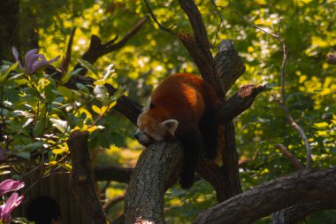 Bu dikey çekim, kalın ve yatay bir ağaç dalında dinlenen uyuyan kırmızı bir panda üzerine odaklanır. Hayvan karnının üzerinde yatıyor, kafası sola dönük ve gözleri kapalı. Sıcak bir güneş ışığı sırtını aydınlatır, kızılımsı kahverengi kürküne ışık saçar.