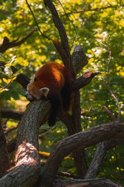 Bu dikey çekim, kalın ve yatay bir ağaç dalında dinlenen uyuyan kırmızı bir panda üzerine odaklanır. Hayvan karnının üzerinde yatıyor, kafası sola dönük ve gözleri kapalı. Sıcak bir güneş ışığı sırtını aydınlatır, kızılımsı kahverengi kürküne ışık saçar.