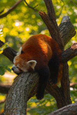Bu dikey çekim, kalın ve yatay bir ağaç dalında dinlenen uyuyan kırmızı bir panda üzerine odaklanır. Hayvan karnının üzerinde yatıyor, kafası sola dönük ve gözleri kapalı. Sıcak bir güneş ışığı sırtını aydınlatır, kızılımsı kahverengi kürküne ışık saçar.