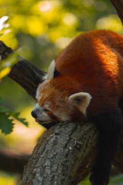 Bu dikey yakın çekim, kalın ve yatay bir ağaç dalında dinlenen uyuyan bir kırmızı panda üzerine odaklanır. Hayvan göbeğinin üstünde yatıyor, kafası sola dönmüş, gözleri kapalı, ve ağzından küçük pembe bir dil çıkıyor. Bir...
