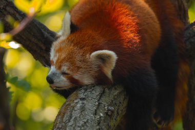 Bu yatay yakın çekim, derin ve huzurlu bir uykuda, kalın bir ağaç dalında yatan kırmızı bir pandayı gösteriyor. Hayvanın vücudu çoğunlukla çerçevenin sol tarafında, kafası dalın üzerinde dinleniyor ve gözleri yavaşça kapanıyor. Küçük pembe bir tong