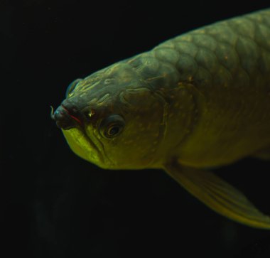 Bu yatay yakın çekim karanlık suda yüzen büyük bir arowana balığını yakalar. Balık ortada, sola dönük, başı ve üst gövdesi net bir şekilde konumlandırılmıştır. Vücudu büyük, yanardöner pullarla kaplıdır.