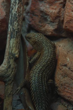 Bu dikey yakın çekim sert, kırmızımsı kahverengi bir kaya duvarına yaslanmış dikenli bir kertenkele yakalar. Kertenkelenin engebeli bir dokusu var, sırtında pullar gibi bir zırh. Gövdesi uzun, kalın bir kuyruğu ve küçük bir bacağı var.