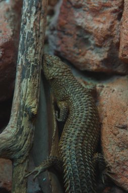 Bu dikey yakın çekim sert, kırmızımsı kahverengi bir kaya duvarına yaslanmış dikenli bir kertenkele yakalar. Kertenkelenin engebeli bir dokusu var, sırtında pullar gibi bir zırh. Gövdesi uzun, kalın bir kuyruğu ve küçük bir bacağı var.