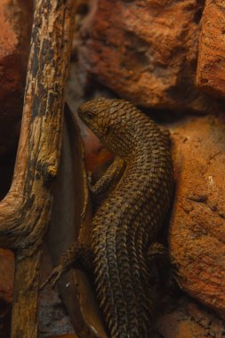 Bu dikey yakın çekim sert, kırmızımsı kahverengi bir kaya duvarına yaslanmış dikenli bir kertenkele yakalar. Kertenkelenin engebeli bir dokusu var, sırtında pullar gibi bir zırh. Gövdesi uzun, kalın bir kuyruğu ve küçük bir bacağı var.
