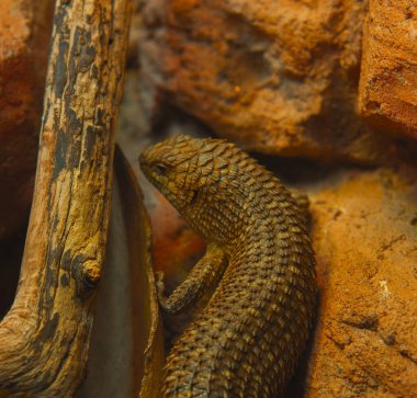 Bu dikey yakın çekim sert, kırmızımsı kahverengi bir kaya duvarına yaslanmış dikenli bir kertenkele yakalar. Kertenkelenin engebeli bir dokusu var, sırtında pullar gibi bir zırh. Gövdesi uzun, kalın bir kuyruğu ve küçük bir bacağı var.