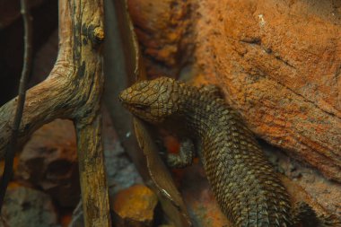 Bu dikey yakın çekim sert, kırmızımsı kahverengi bir kaya duvarına yaslanmış dikenli bir kertenkele yakalar. Kertenkelenin engebeli bir dokusu var, sırtında pullar gibi bir zırh. Gövdesi uzun, kalın bir kuyruğu ve küçük bir bacağı var.