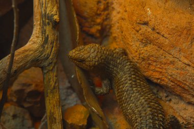 Bu dikey yakın çekim sert, kırmızımsı kahverengi bir kaya duvarına yaslanmış dikenli bir kertenkele yakalar. Kertenkelenin engebeli bir dokusu var, sırtında pullar gibi bir zırh. Gövdesi uzun, kalın bir kuyruğu ve küçük bir bacağı var.