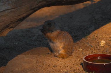 Küçük kahverengi ve gri bir çayır köpeği kumlu toprak zeminde açık bir alanda oturuyor. Hayvan, sanki yemek yiyormuş gibi pençelerini ağzına doğru kaldırmış bir şekilde çerçevenin alt kısmında, hafifçe sola dönük olarak konumlandırılmıştır. Sahne... 