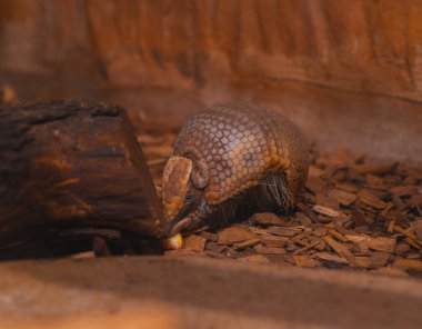Ayırt edici bir segmentli kabuğu olan küçük bir armadillo ahşap parçaları ve gübreyle kaplı bir zeminde yiyecek arıyor. Hayvan çerçevenin ortasına yerleştirilir ve burnu bir parça yiyeceğe yakın bir şekilde hafifçe sola bakar. Kafası görünür durumda.