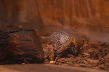 Ayırt edici bir segmentli kabuğu olan küçük bir armadillo ahşap parçaları ve gübreyle kaplı bir zeminde yiyecek arıyor. Hayvan çerçevenin ortasına yerleştirilir ve burnu bir parça yiyeceğe yakın bir şekilde hafifçe sola bakar. Kafası görünür durumda.