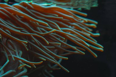 Yakın çekim, bir deniz şakayığının uzun ve dalgalı dokunaçlarından oluşan yoğun bir kümeye odaklanır. Dokunaçları sıcak, şeffaf turuncu kahverengi bir renktir, uçlarında neredeyse parlayan bir su yeşili olarak solarlar. Doğal olarak sağ tarafa doğru akarlar.