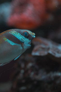 Akvaryumda yüzen bir balığın yan profili. Balıkların açık kahverengi bir gövdesi vardır. Yüzünde ve kafasında parlak mavi noktalar ve çizgiler vardır. Büyük, yuvarlak gözü açıkça görülebilir. Yüzgeçleri biraz şeffaf. Şey... 