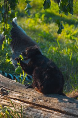Siyah ya da koyu kahverengi kürklü koyu renk bir lemurun dokulu bir kütüğün üzerinde oturmasının yan profili. Lemur elinde bir yaprak tutuyor ve onu yiyor gibi görünüyor. Kürkü koyu koyu bir renktir ve kafasında açık renkli bir yama vardır. Kuyruğu, kısmi