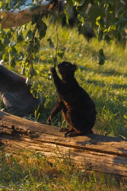 Koyu kürklü bir lemur, büyük bir kütüğün üzerinde oturur ve yeşil yapraklı bir dala doğru uzanarak onları yer. Muhtemelen akşamdan kalma parlak güneş ışığı sırtını ve kütüğünü süsleyerek karanlık gölgeli bölgelerle güçlü bir kontrast oluşturuyor. Ben...