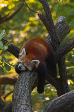 Kızıl bir panda, kalın ve yatay bir ağaç dalında topun içine kıvrılarak huzur içinde uyuyor. Pandanın kürkü kırmızımsı kahverengi renktedir ve yüzünde beyaz ve koyu lekeler vardır. Gözleri kapalı ve kafası içeri kıvrılmış. Pandanın koyu bacakları 