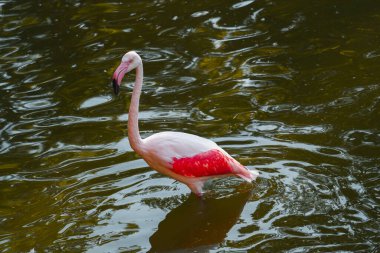 Tek bir halka kuyruklu lemur, kalın ve yatay bir ağaç dalına konforlu bir şekilde tünemiştir. Lemur 'un kürkü gri ve beyazdır ve yüzü belirgin koyu renk göz bantları ve siyah bir burnu olan beyaz kürke sahiptir. Dik duruyor, başı dönük.