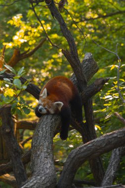 Kızıl bir panda, kalın ve yatay bir ağaç dalında topun içine kıvrılarak huzur içinde uyuyor. Pandanın kürkü kırmızımsı kahverengi renktedir ve yüzünde beyaz ve koyu lekeler vardır. Gözleri kapalı ve kafası içeri kıvrılmış. Pandanın koyu bacakları 