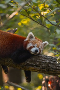 Kızıl bir panda, kalın ve yatay bir ağaç dalında huzur içinde uyuyor. Pandanın kürkü kırmızımsı kahverengi renktedir ve yüzünde beyaz ve koyu lekeler vardır. Gözleri kapalı ve başı da dalın üzerinde bulunan ön pençelerinde dinleniyor. Th