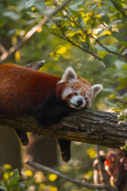 Kızıl bir panda, kalın ve yatay bir ağaç dalında huzur içinde uyuyor. Pandanın kürkü kırmızımsı kahverengi renktedir ve yüzünde beyaz ve koyu lekeler vardır. Gözleri kapalı ve başı da dalın üzerinde bulunan ön pençelerinde dinleniyor. Th