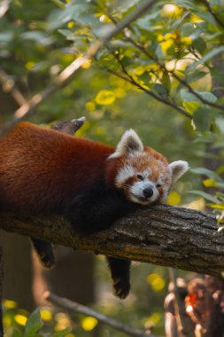 Kızıl bir panda, kalın ve yatay bir ağaç dalında huzur içinde uyuyor. Pandanın kürkü kırmızımsı kahverengi renktedir ve yüzünde beyaz ve koyu lekeler vardır. Gözleri kapalı ve başı da dalın üzerinde bulunan ön pençelerinde dinleniyor. Th