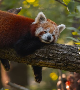 Kızıl bir panda, kalın ve yatay bir ağaç dalında huzur içinde uyuyor. Pandanın kürkü kırmızımsı kahverengi renktedir ve yüzünde beyaz ve koyu lekeler vardır. Gözleri kapalı ve başı da dalın üzerinde bulunan ön pençelerinde dinleniyor. Th