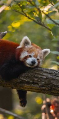 Kızıl bir panda, kalın ve yatay bir ağaç dalında huzur içinde uyuyor. Pandanın kürkü kırmızımsı kahverengi renktedir ve yüzünde beyaz ve koyu lekeler vardır. Gözleri kapalı ve başı da dalın üzerinde bulunan ön pençelerinde dinleniyor. Th