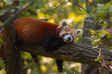 Kızıl bir panda, kalın ve yatay bir ağaç dalında huzur içinde uyuyor. Pandanın kürkü kırmızımsı kahverengi renktedir ve yüzünde beyaz ve koyu lekeler vardır. Gözleri kapalı ve başı da dalın üzerinde bulunan ön pençelerinde dinleniyor. Th
