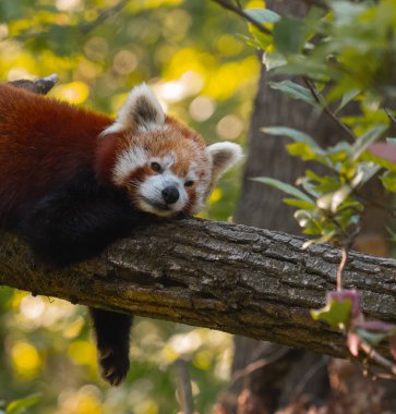 Kızıl bir panda, kalın ve yatay bir ağaç dalında huzur içinde uyuyor. Pandanın kürkü kırmızımsı kahverengi renktedir ve yüzünde beyaz ve koyu lekeler vardır. Gözleri kapalı ve başı da dalın üzerinde bulunan ön pençelerinde dinleniyor. Th