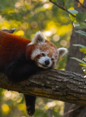 Kızıl bir panda, kalın ve yatay bir ağaç dalında huzur içinde uyuyor. Pandanın kürkü kırmızımsı kahverengi renktedir ve yüzünde beyaz ve koyu lekeler vardır. Gözleri kapalı ve başı da dalın üzerinde bulunan ön pençelerinde dinleniyor. Th