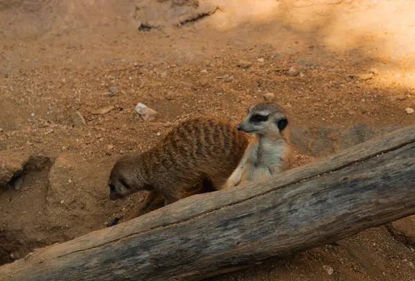 İki mirket ön planda büyük, yıpranmış bir kütükle kumlu ve kayalık bir muhafazada. Bir mirket kütüğün arkasında arka ayakları üzerinde dik duruyor, yukarı ve sağa meraklı bir ifadeyle bakıyor. Bu mirket açık kahverengi ve beyaz.