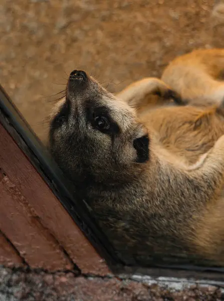 Bir mirket yüksek bir açıyla çekilir, sırtüstü yatar, bacakları kıvrılmış, kumlu bir muhafaza içinde. Mirketin gözlerinin etrafında belirgin siyah lekeler bulunan açık kahverengi ve beyaz kürkü vardır. Vücudu gevşedi ve yüzü L 'ye döndü.