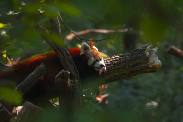 Kalın, kırmızımsı kahverengi kürklü kırmızı bir panda, kalın, yosunlu bir ağaç dalının etrafında kıvrılmış, mışıl mışıl uyuyor. Kafası dala yapışmış, dili hafifçe görülebiliyor. Kıllı kuyruğu aşağı sarkıyor. Hayvan, dalların arasına yerleşmiştir.