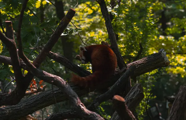 Küçük vahşi bir hayvan, muhtemelen bir tilki ya da çakal, kahverengi, siyah ve beyaz kürk karışımı, yan yatmış, yerde uyuyor. Hayvan, başı ve pençeleri bir ormanın gölgesinde ya da ormanlık alanda dinlenerek kıvrılır. Ben...