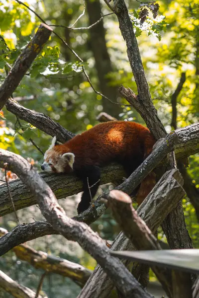 Yakın çekimde büyük bir ağaç dalında dinlenen kırmızı bir panda görülüyor. Hayvan göbeğinde yatıyor, pençeleri sallanıyor ve gözleri uykusunda kapalı bir şekilde başını sola çeviriyor. Kürkü, siyah bacaklı ve beyaz yüzlü zengin kırmızımsı bir kahverengidir. 